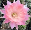 Echinopsis